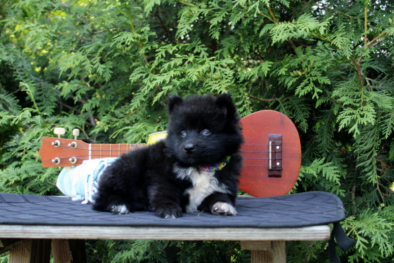 puppy, for, sale, Pomsky, Matthew B. Stoltzfus, dog, breeder, Gap, PA, dog-breeder, puppy-for-sale, forsale, nearby, find, puppyfind, locator, puppylocator, aca